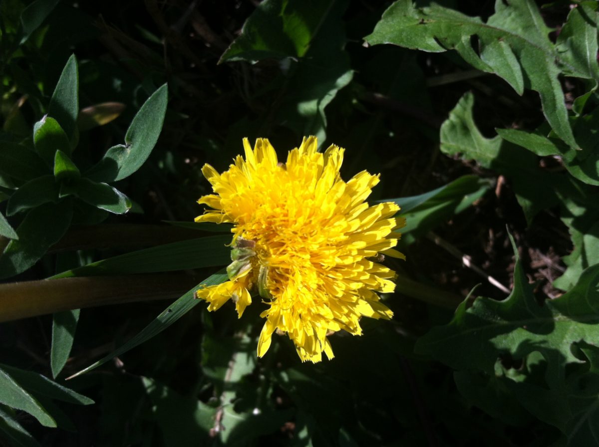 Flowers in the Weeds